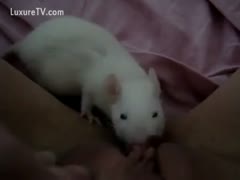 A rat kissing a cat